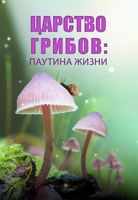 Царство грибов: Паутина жизни / Fungi: The Web of Life (2023)